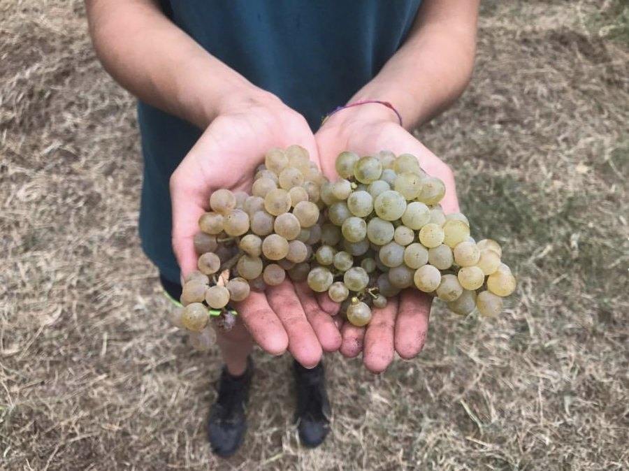 RAW WINE Montreal 2024