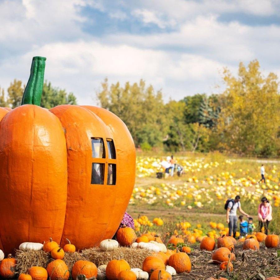 Cueillette de citrouilles Montréal