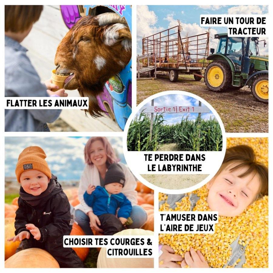 Cueillette de citrouilles Montréal