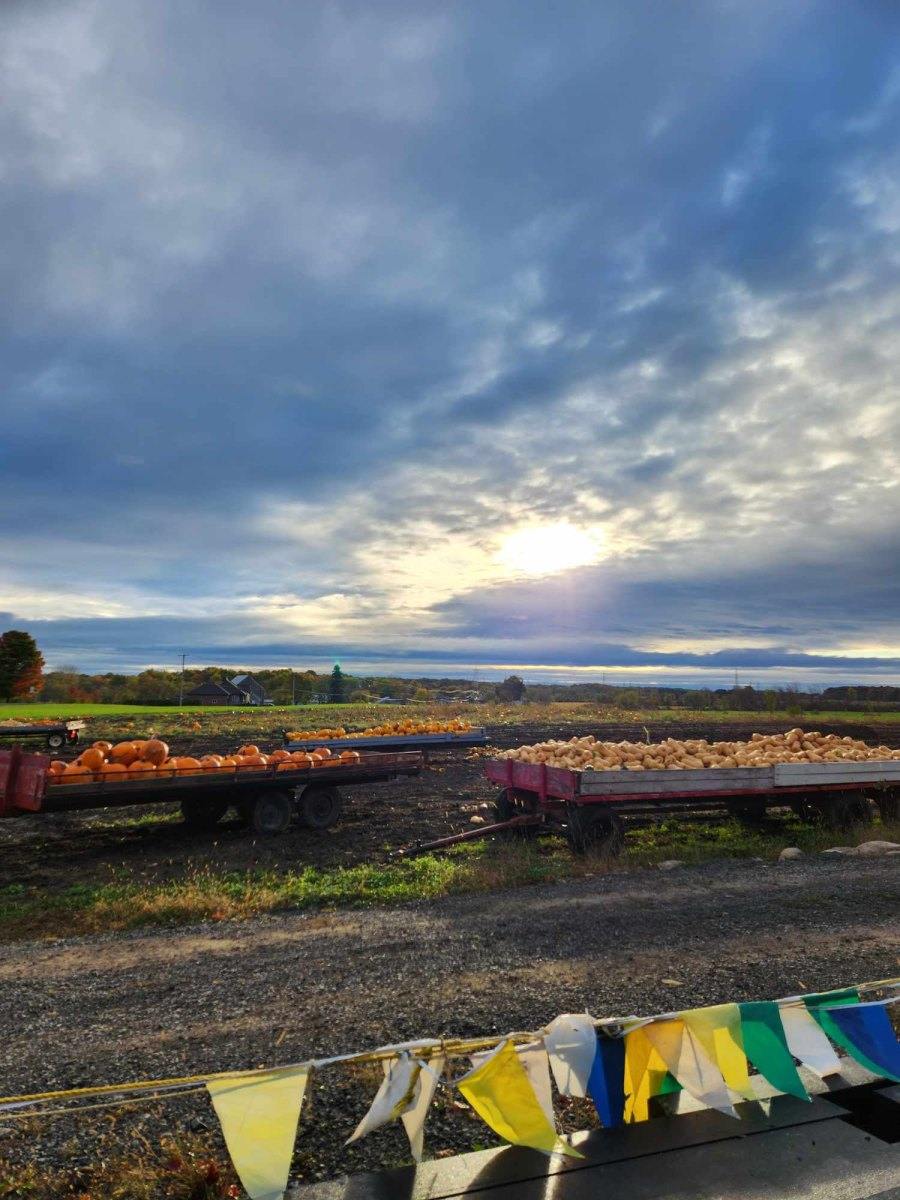 Cueillette de citrouilles Montréal
