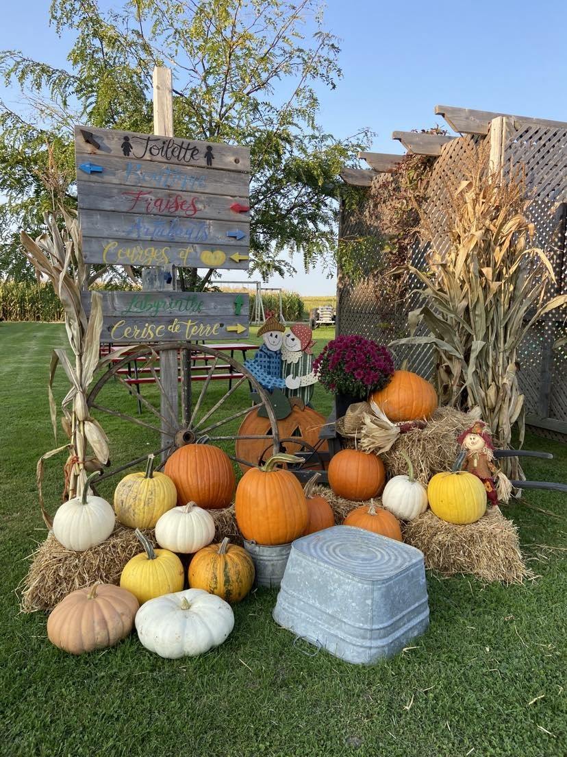 Cueillette de citrouilles Montréal