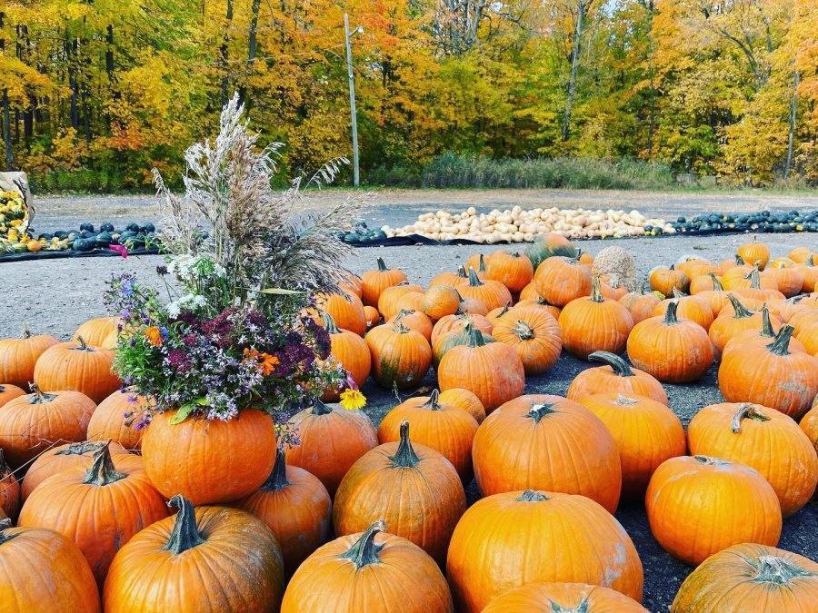 Cueillette de citrouilles Montréal