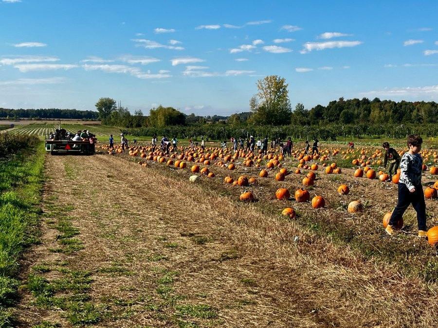 Cueillette de citrouilles Montréal