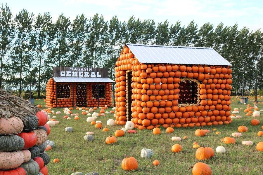 Cueillette de citrouilles Montréal