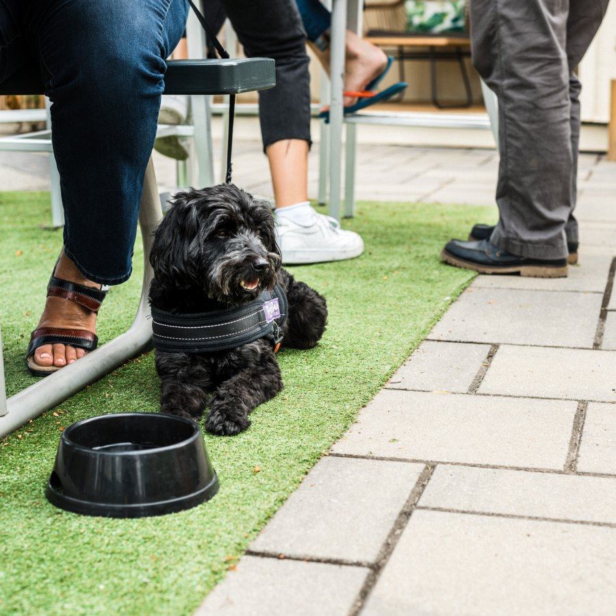 Brasseur de Montréal 