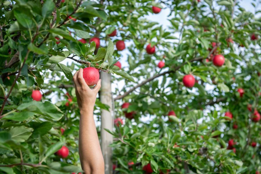 apple picking near Montreal
