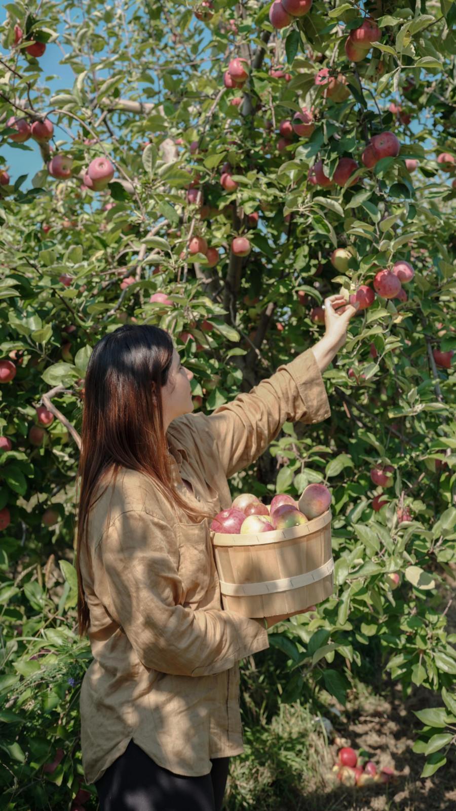 family orchards Montreal region
