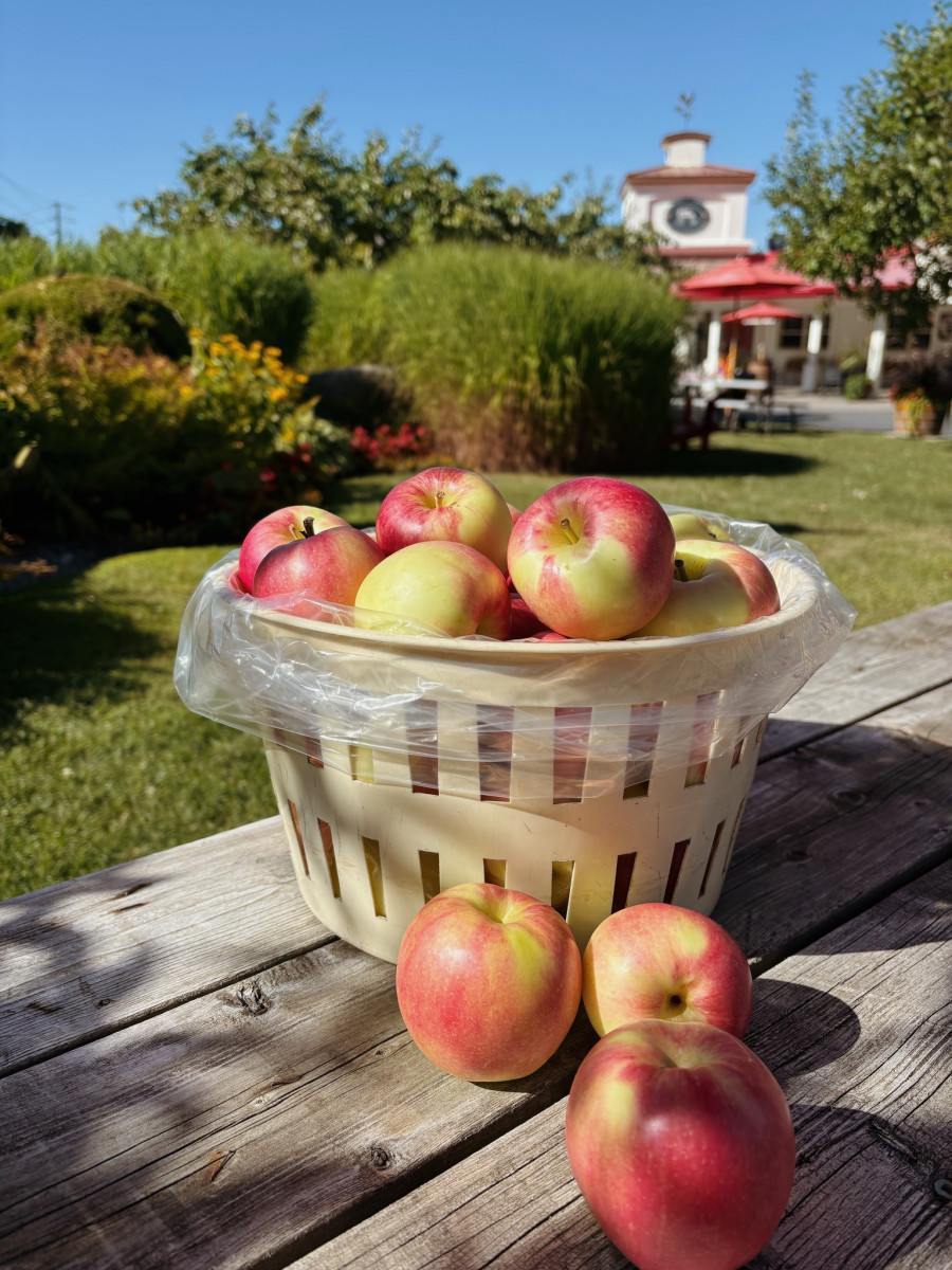 Fall apple picking Montreal