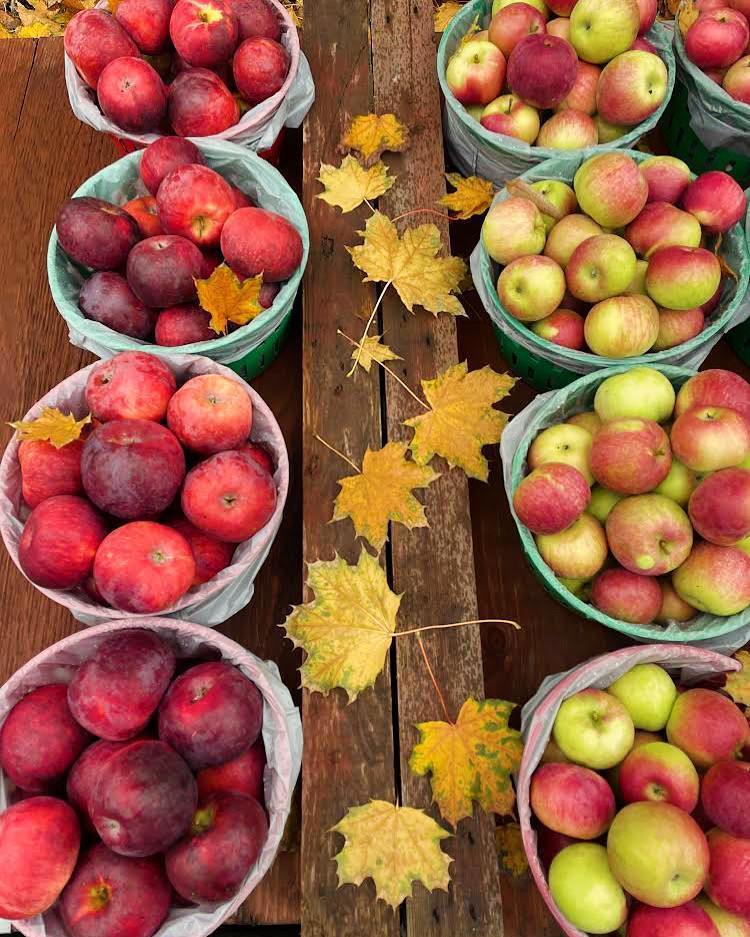 family orchards Montreal region