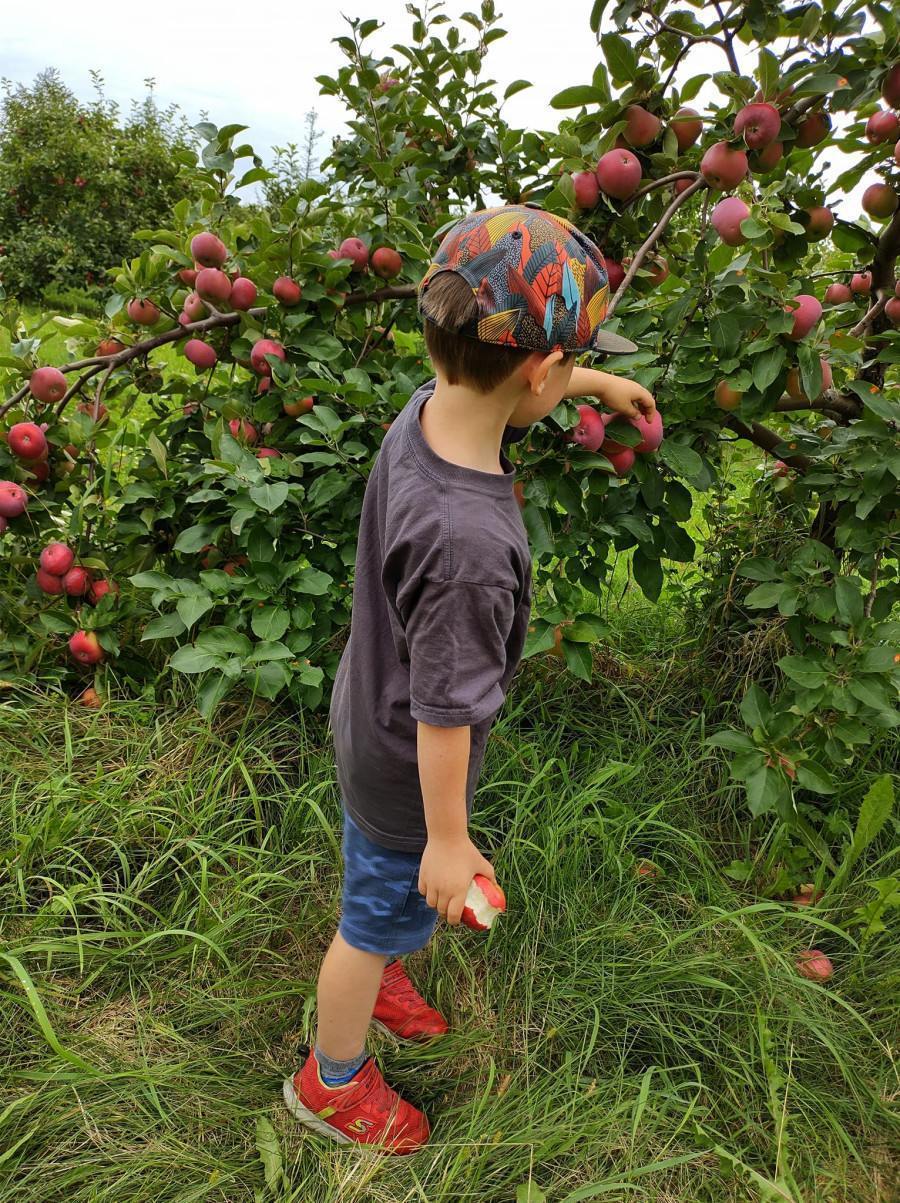 Fall apple picking Montreal