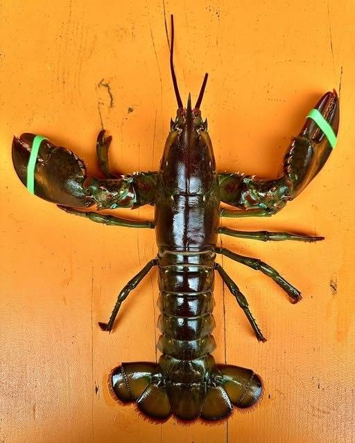 Montreal Best Dishes This Lobster Season