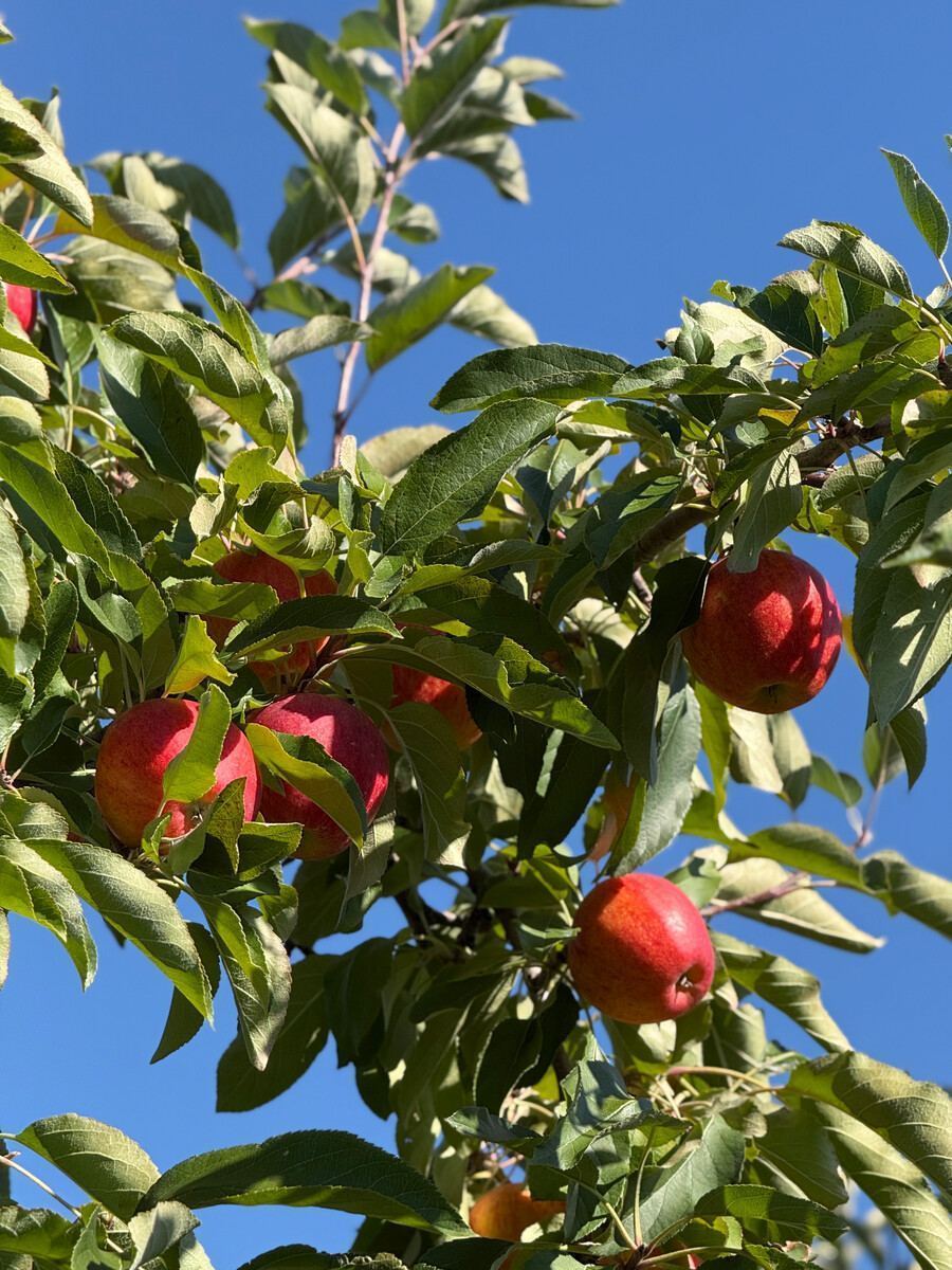 Vergers & Cidrerie Denis Charbonneau Vergers & Cidrerie Denis Charbonneau