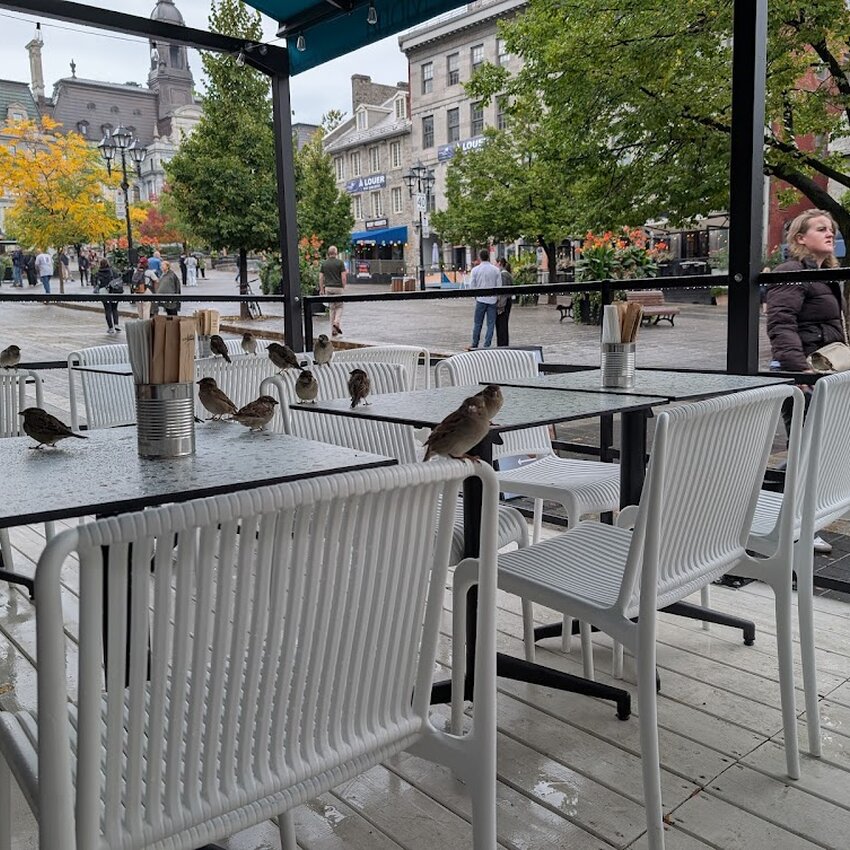 Mona Mediterranean Street Food - Restaurants pr&egrave;s de: H3G2B2