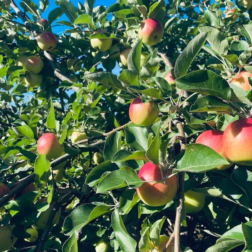 Petit et Fils - Verger et Cidrerie Restaurant