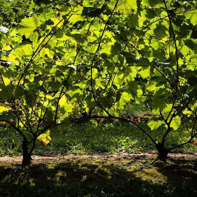 Vignoble C&ocirc;te de Vaudreuil Restaurant