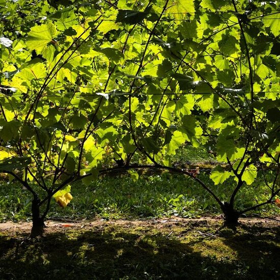 Vignoble C&ocirc;te de Vaudreuil Restaurant