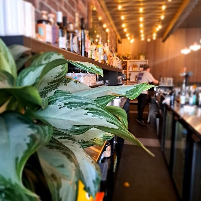 Bibine Buvette Restaurant