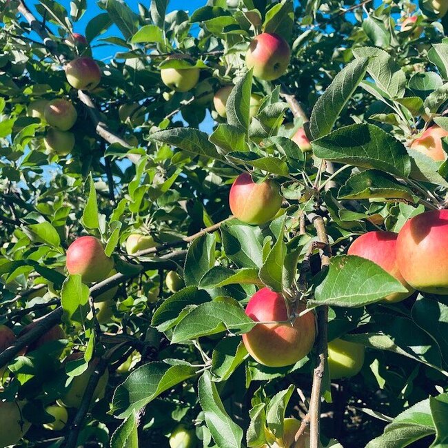 Petit et Fils - Verger et Cidrerie - Mont-Saint-Hilaire Resto-Bars
