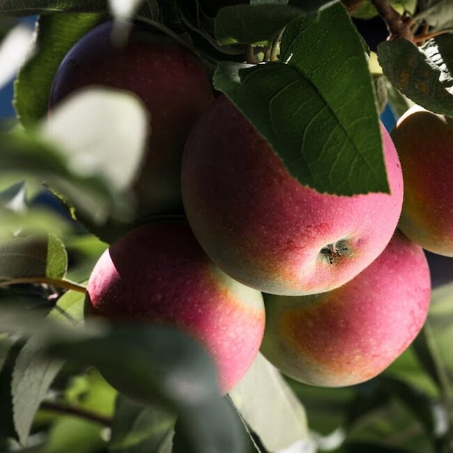 Verger Lamarche - Restaurants near Picnics Among the Blooming Orchards at Domaine Lafrance