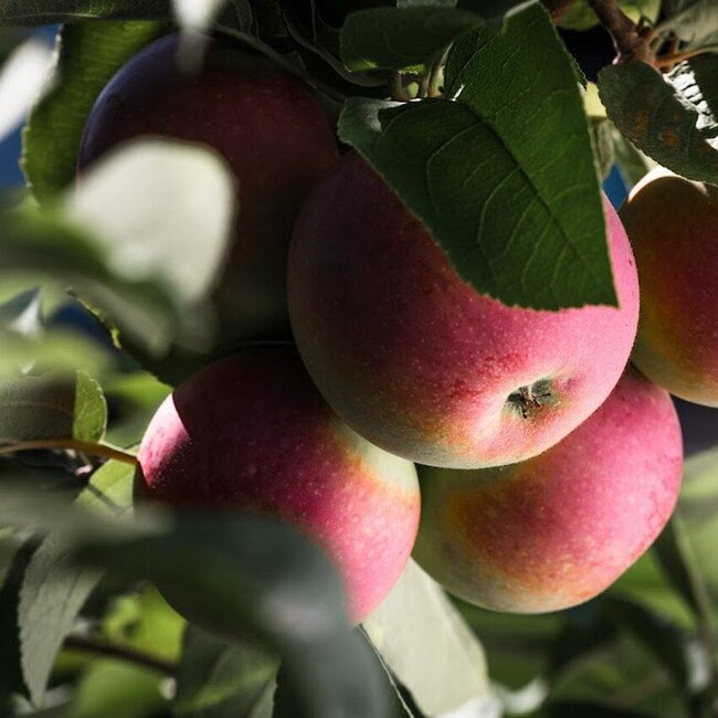 Verger Lamarche Restaurant