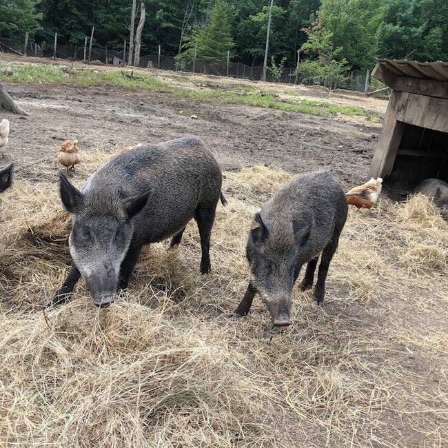 &Eacute;rabli&egrave;re du Sanglier - Lachute Good For Groups Restaurants