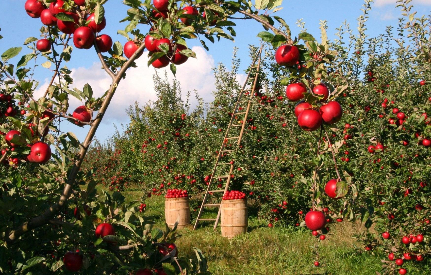 Apple Picking Near Montreal: Our Essential Destinations