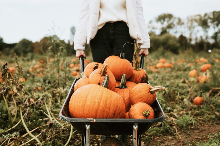 Pumpkin Picking Within an Hour of Montreal: 2024 Guide