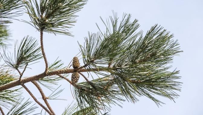Winter Shinrin-Yoku at Mount-Royal - Event