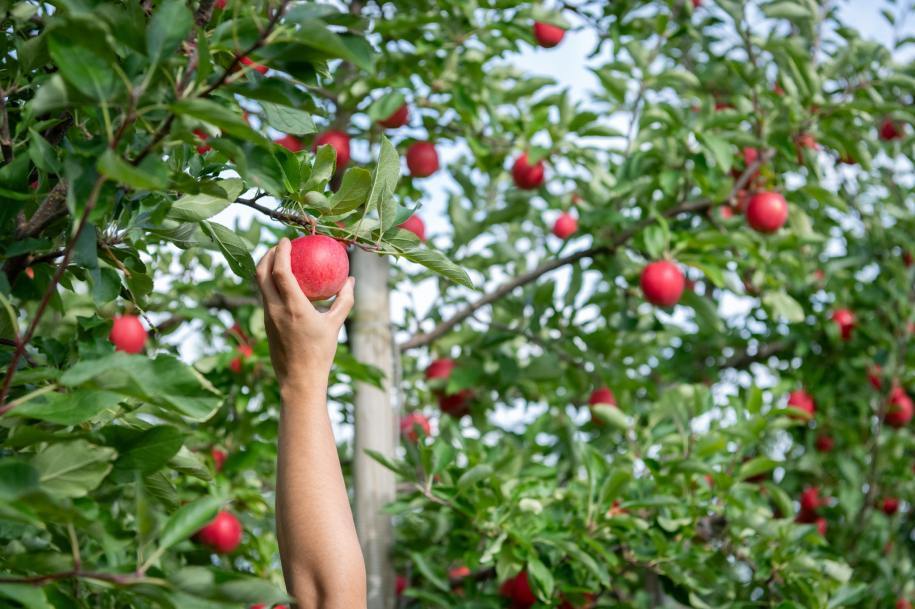 Apple Picking and Donuts for Leucan at Verger Denis Charbonneau - Event