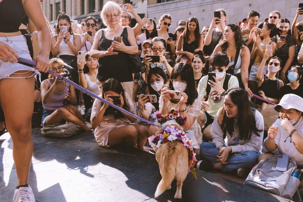 WOOPAW FEST : Carnaval Canin Un nouveau festival de chiens à Montréal! - événement